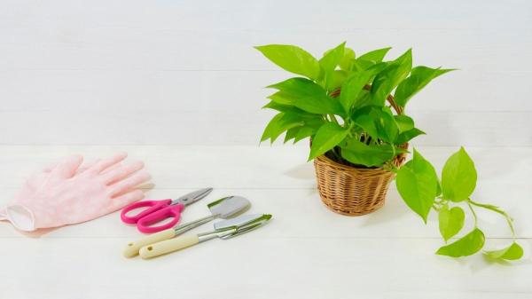 Potus sin hojas nuevas: por qué ha dejado de crecer y cómo puedes ayudarlo - Falta de poda: por qué tu potus tiene tallos largos y sin hojas