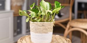 Potus sin hojas nuevas: por qué ha dejado de crecer y cómo puedes ayudarlo