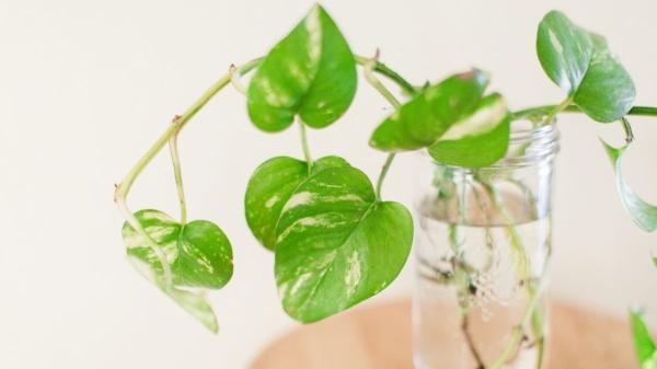 Potus sin hojas nuevas: por qué ha dejado de crecer y cómo puedes ayudarlo - Temperaturas bajas: cómo afectan al crecimiento del potus