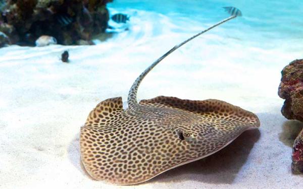 Rayas - Comportamiento de las rayas