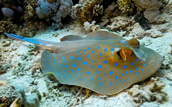 Rayas - Descripción de las rayas