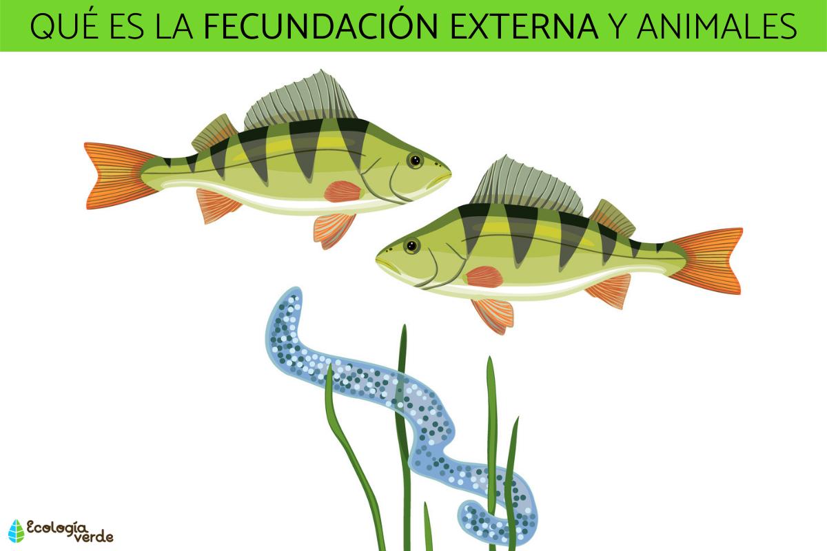 Fecundación externa: qué es y animales