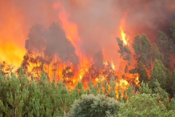 Incendio forestal: qué es y cómo se produce - Causas de los incendios forestales