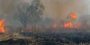 Incendio forestal: qué es y cómo se produce