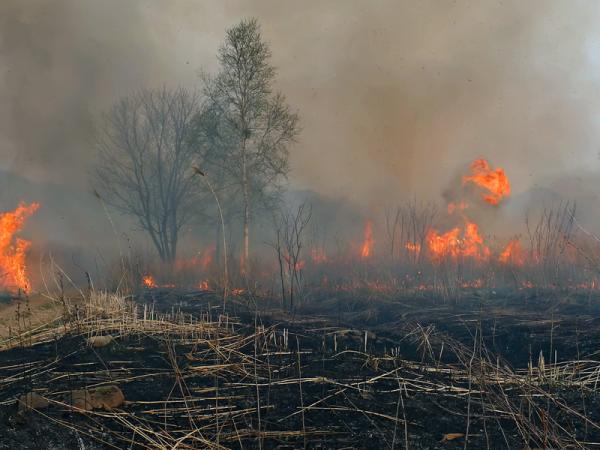 Incendio forestal: qué es y cómo se produce