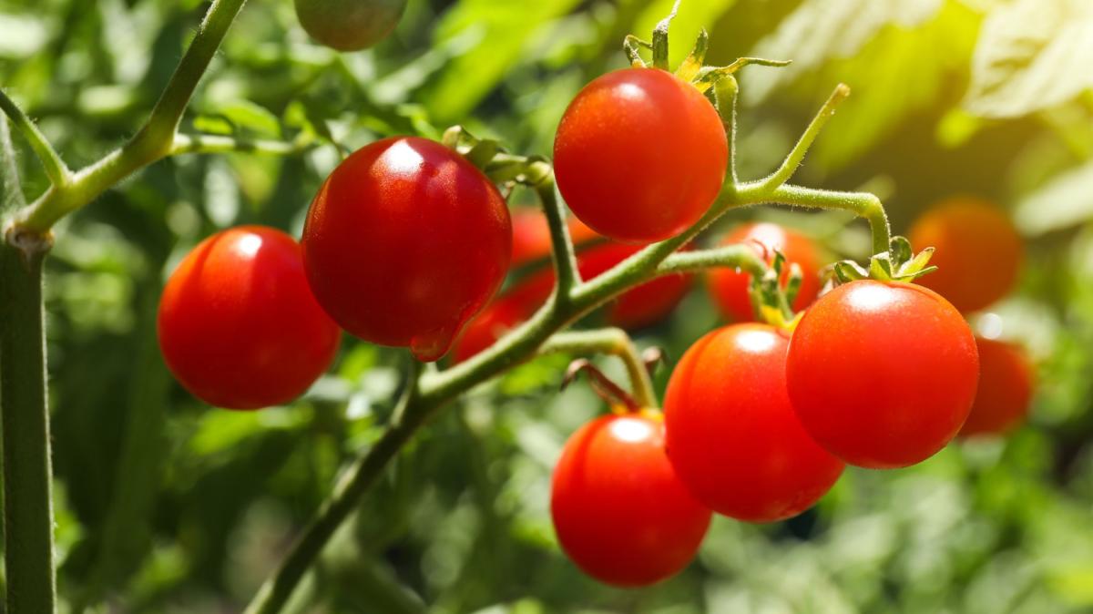Nunca las plantes junto a los tomates: pueden frenar su crecimiento y favorecer las plagas