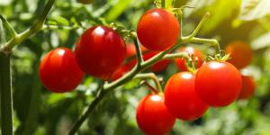 Nunca las plantes junto a los tomates: pueden frenar su crecimiento y favorecer las plagas