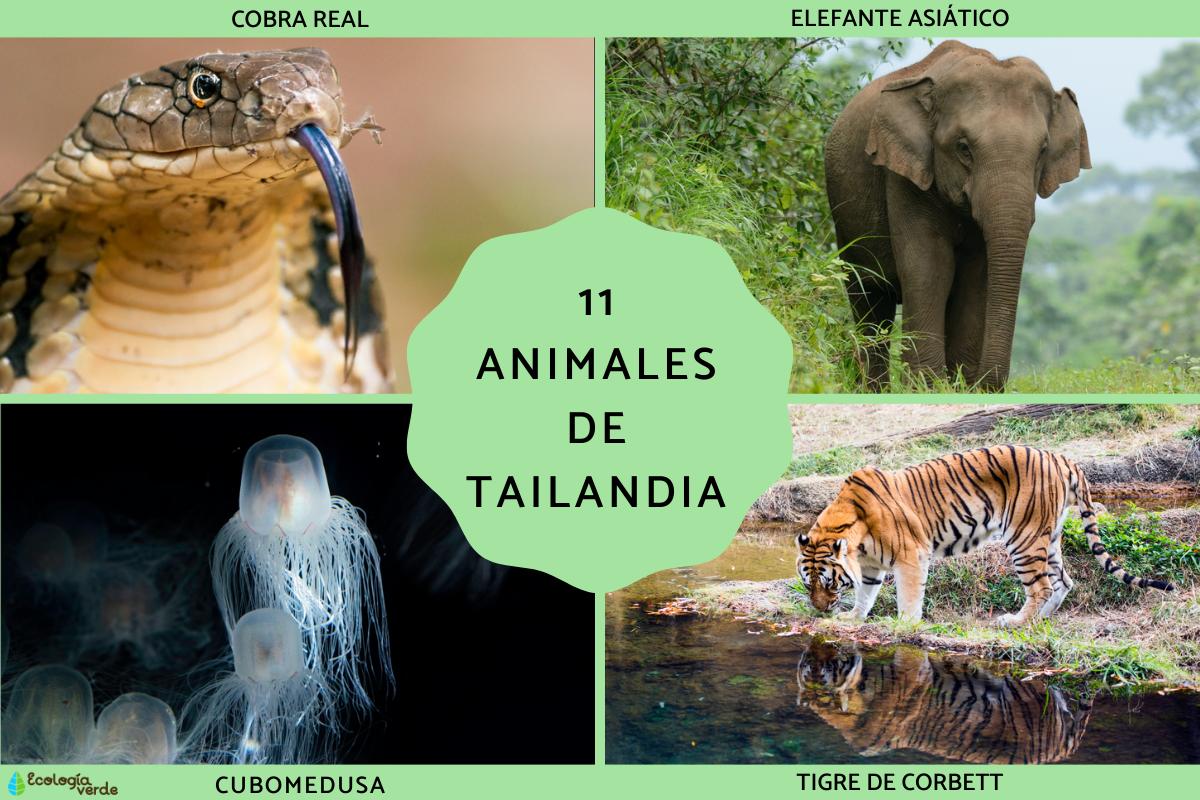Animales de Tailandia