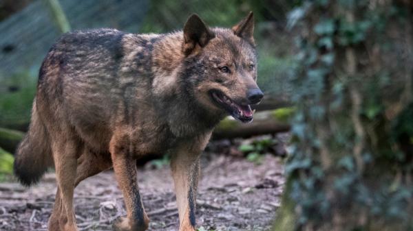 Los científicos coinciden: “El lobo ibérico podría recuperarse antes de lo esperado si se consigue este objetivo” - El principal obstáculo que está frenando la recuperación del lobo ibérico en España