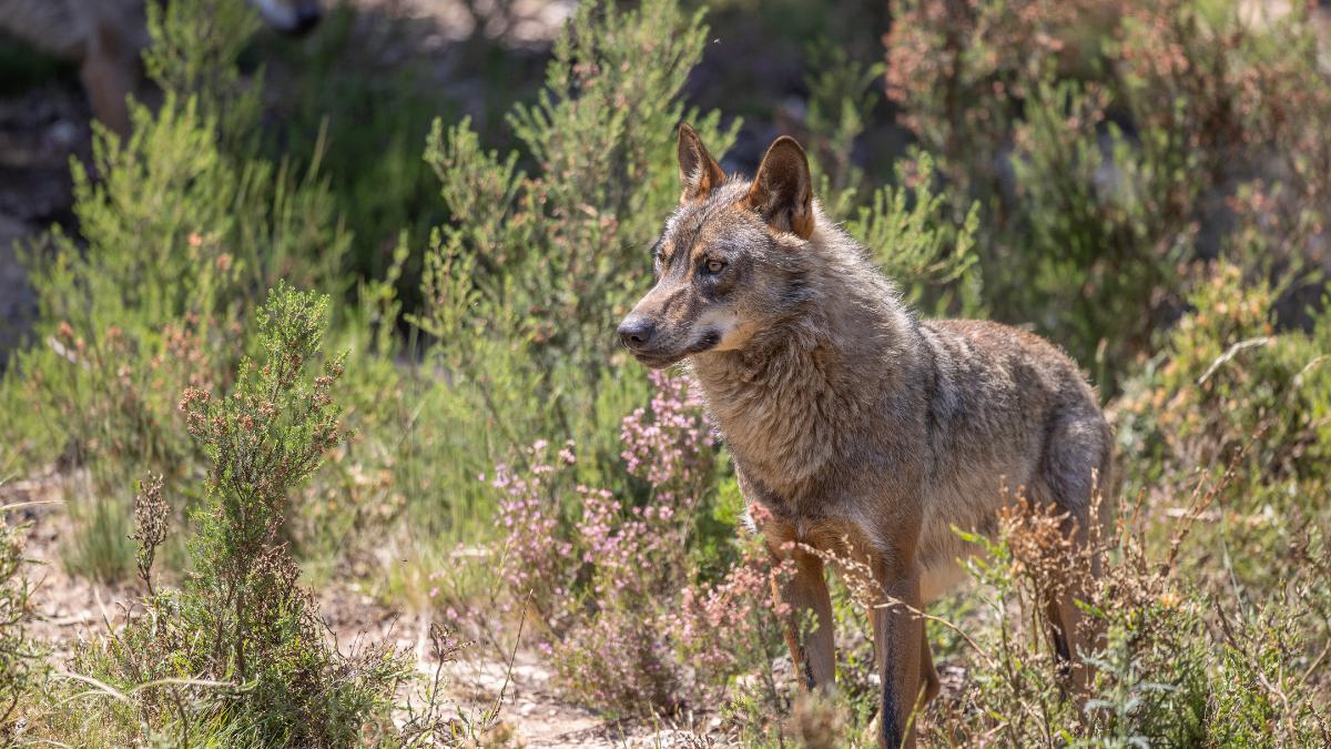 Los científicos coinciden: “El lobo ibérico podría recuperarse antes de lo esperado si se consigue este objetivo”