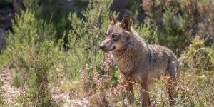 Los científicos coinciden: “El lobo ibérico podría recuperarse antes de lo esperado si se consigue este objetivo”