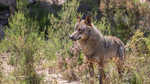 Los científicos coinciden: “El lobo ibérico podría recuperarse antes de lo esperado si se consigue este objetivo”