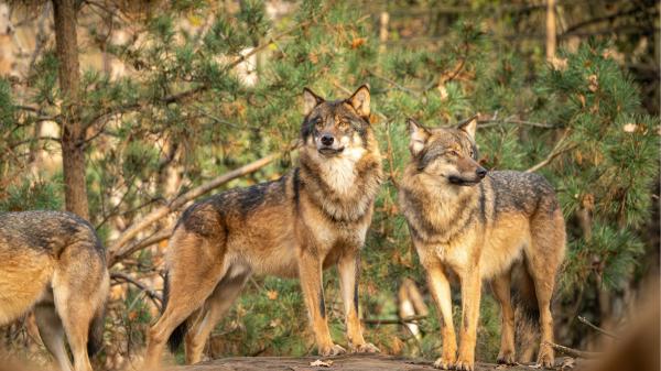 Los científicos coinciden: “El lobo ibérico podría recuperarse antes de lo esperado si se consigue este objetivo” - Qué ocurre cuando muere un lobo dentro de una manada y por qué puede ponerla en peligro
