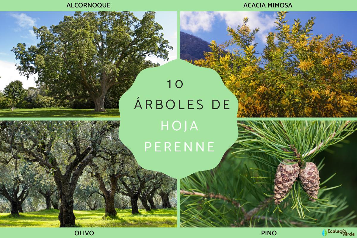 Tipos de árboles de hoja perenne