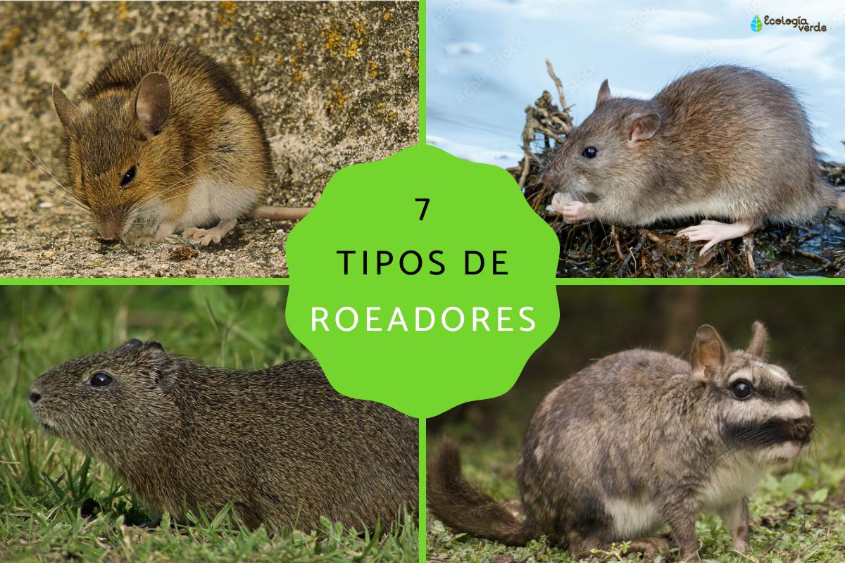 Tipos de roedores