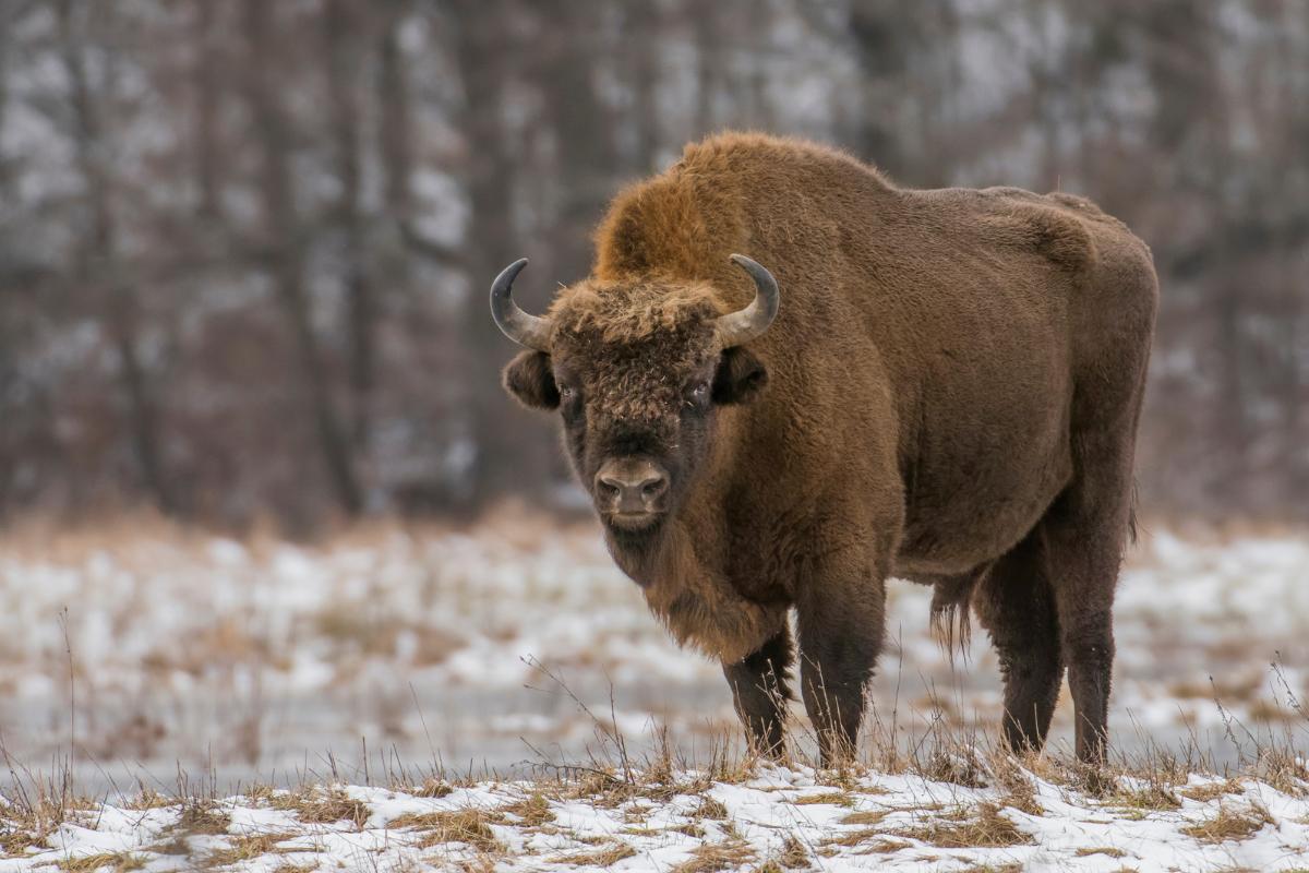 Bisonte europeo