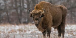 Bisonte europeo