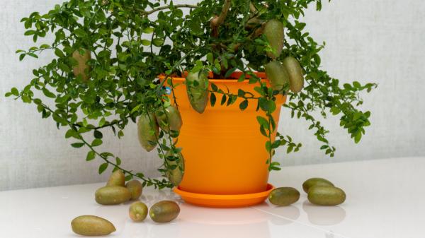 El árbol que produce “caviar cítrico” y puedes cultivar en una maceta: así puedes conseguir que dé frutos - Cómo cultivar el caviar cítrico en una maceta