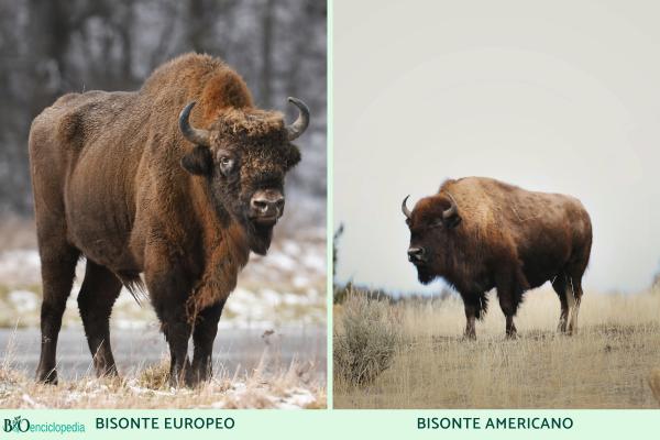 Bisonte europeo - ¿Cuáles son las diferencias entre bisonte europeo y americano?