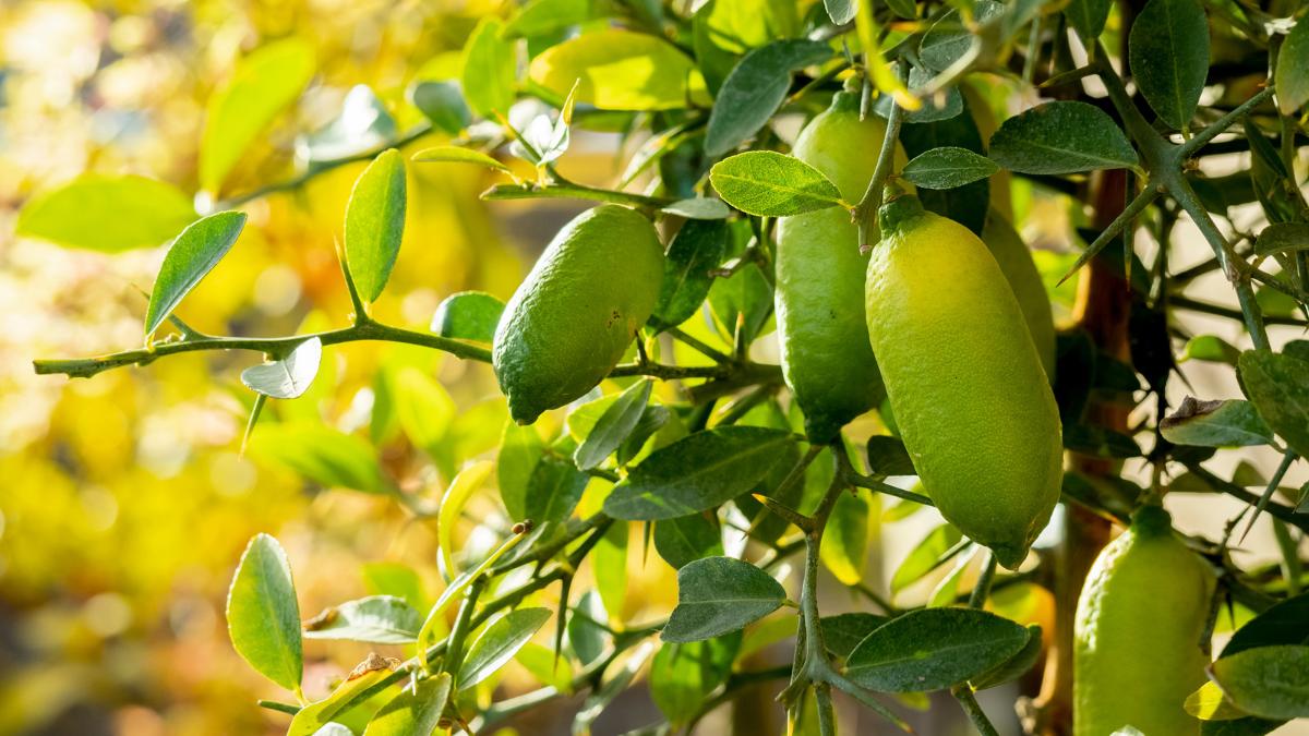 El árbol que produce “caviar cítrico” y puedes cultivar en una maceta: así puedes conseguir que dé frutos