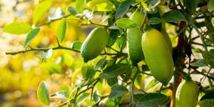 El árbol que produce “caviar cítrico” y puedes cultivar en una maceta: así puedes conseguir que dé frutos