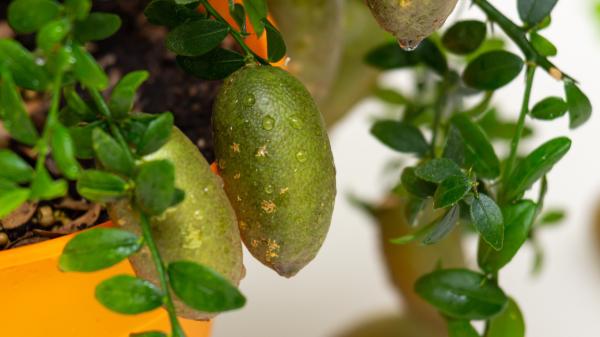 El árbol que produce “caviar cítrico” y puedes cultivar en una maceta: así puedes conseguir que dé frutos - El frío es uno de los principales límites para cultivarlo en España