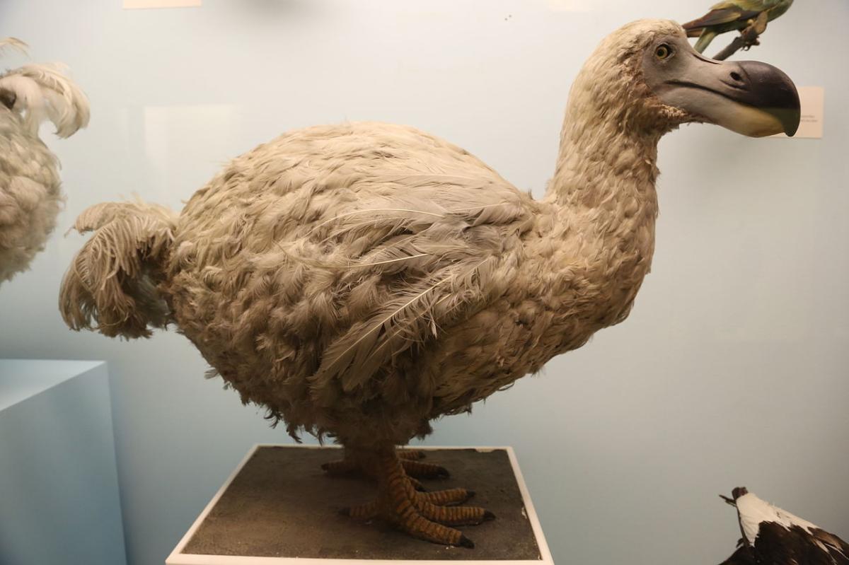 Por qué se extinguió el pájaro dodo