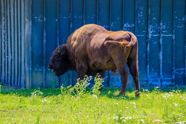 Bisonte europeo - ¿Qué come el bisonte europeo?