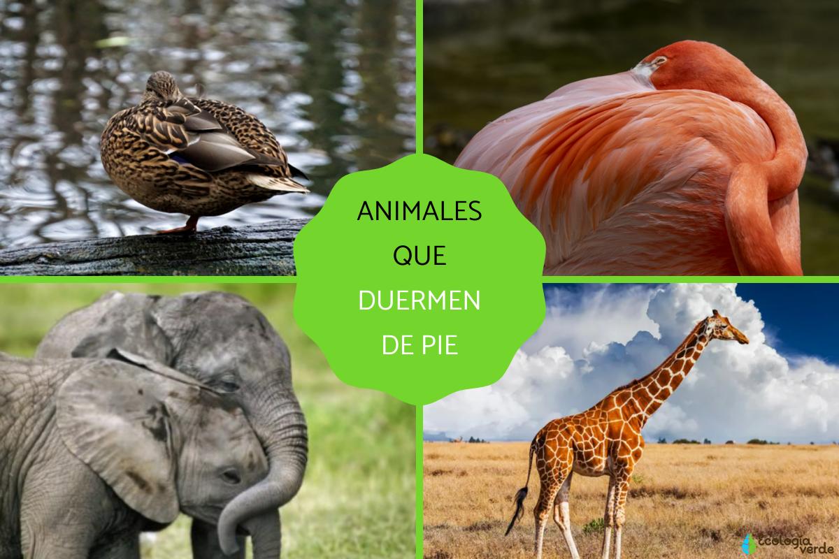 Animales que duermen de pie y por qué
