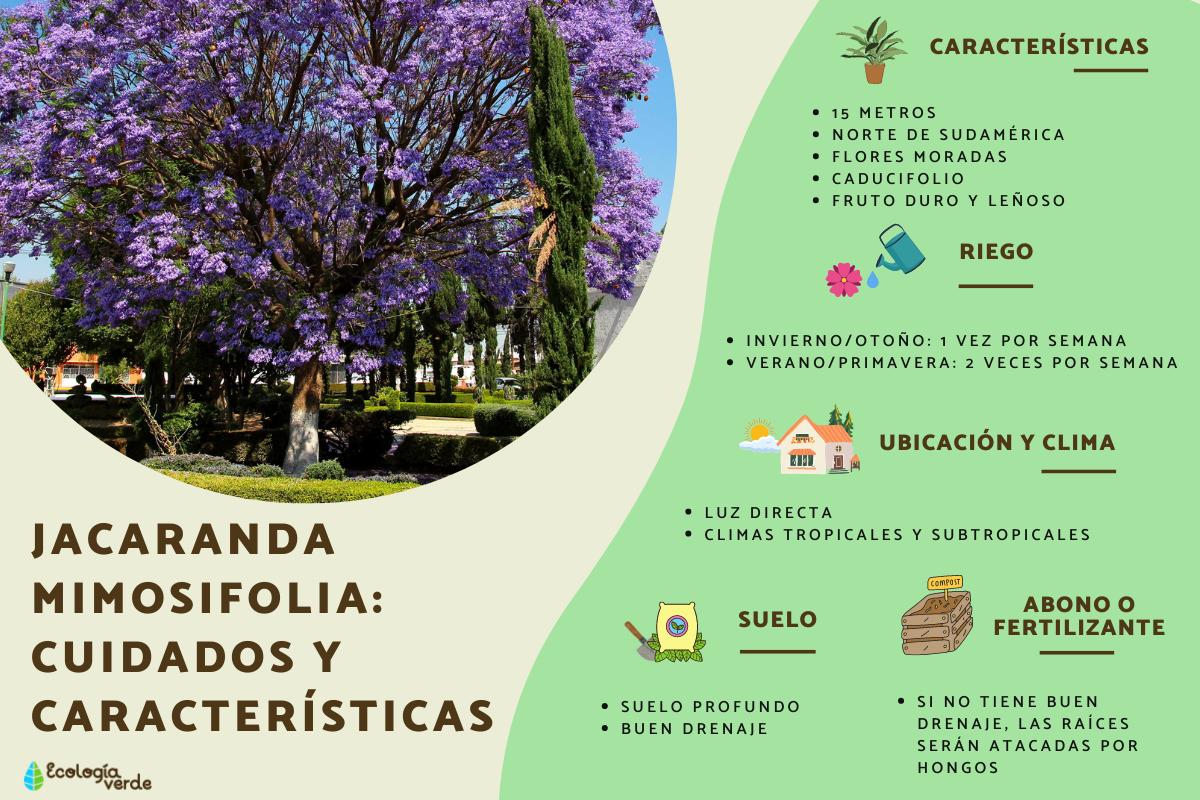 Jacaranda mimosifolia: cuidados y características