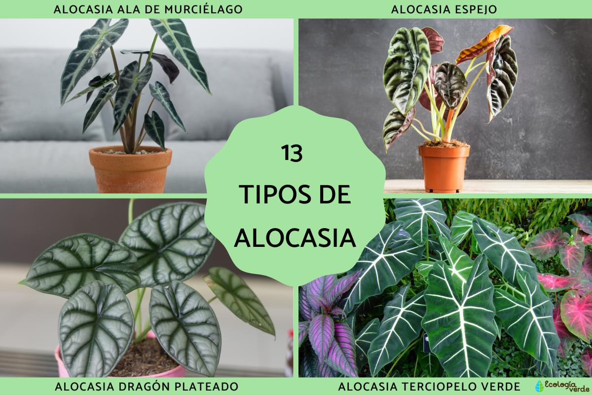 Tipos de alocasia
