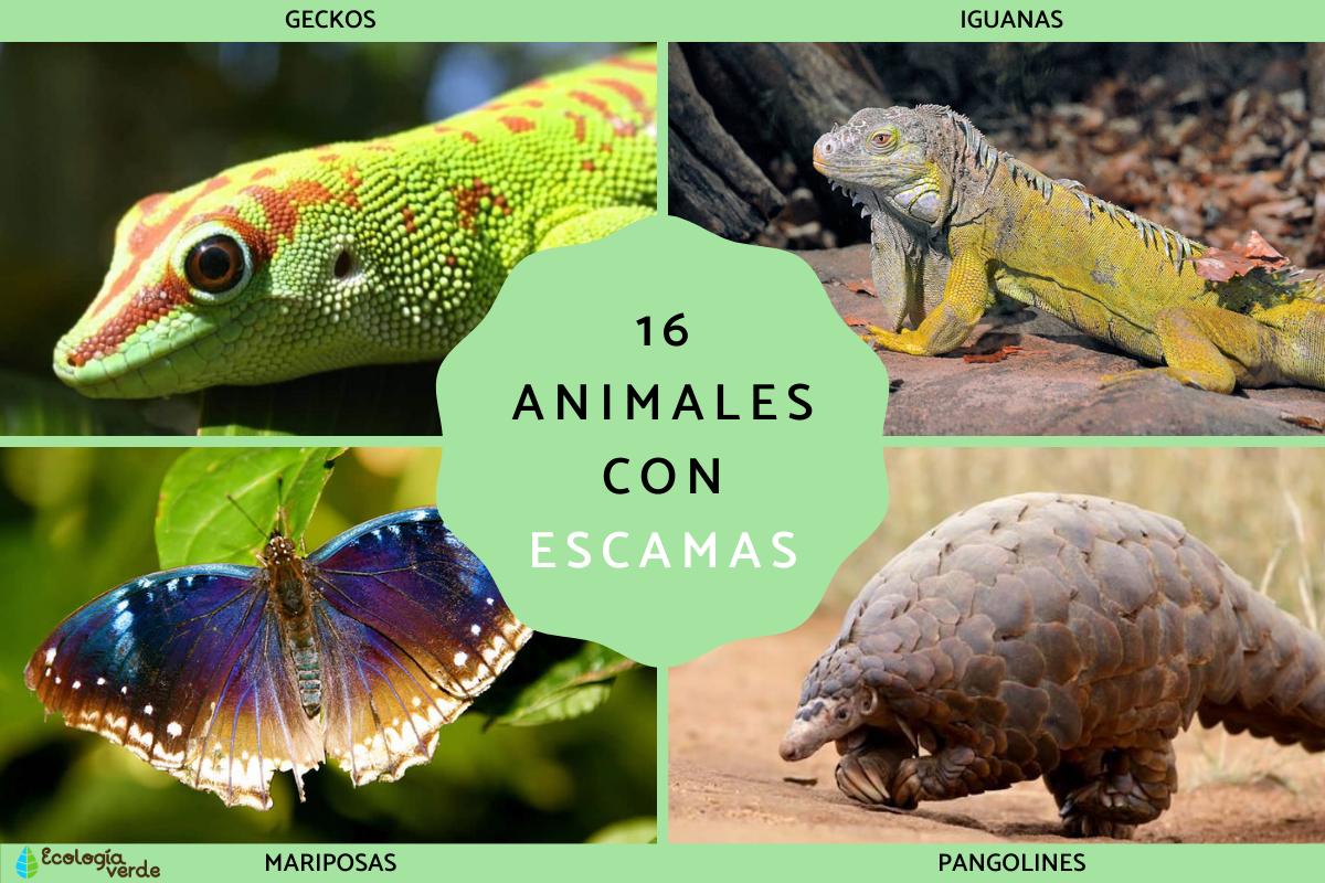 Animales con escamas