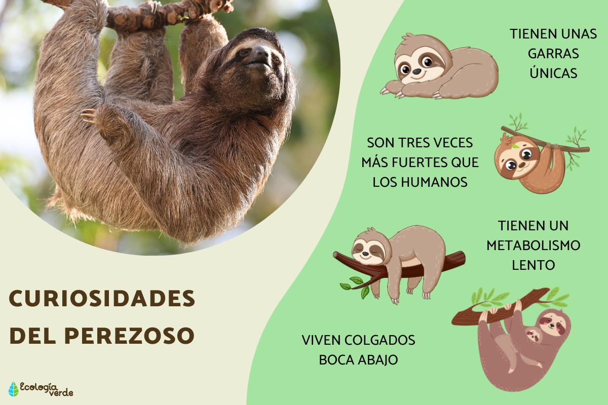 Curiosidades del perezoso