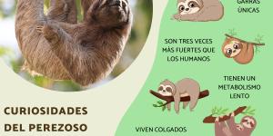 Curiosidades del perezoso
