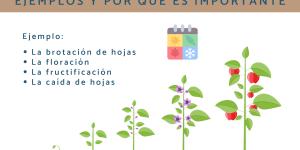 Fenología: qué es, para qué sirve, ejemplos y por qué es importante