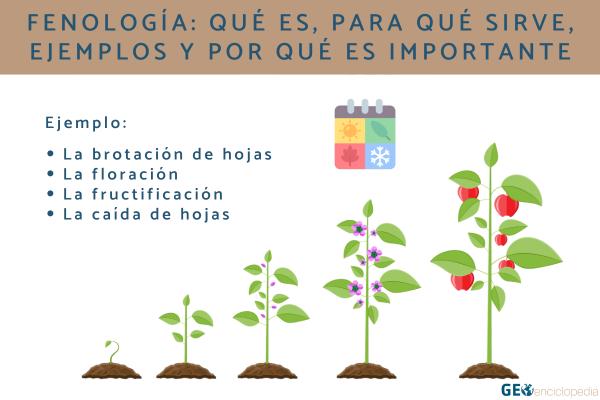 Fenología: qué es, para qué sirve, ejemplos y por qué es importante