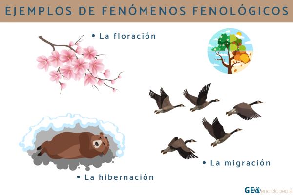 Fenología: qué es, para qué sirve, ejemplos y por qué es importante - ¿Qué ejemplos de fenómenos fenológicos hay?