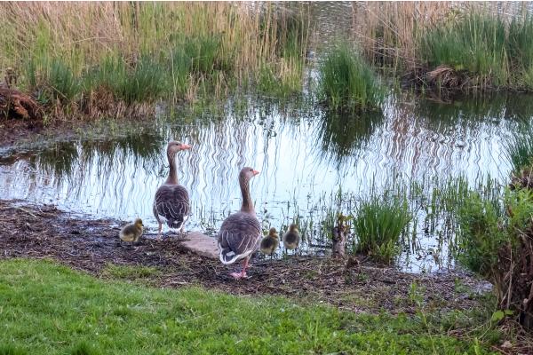 Fenología: qué es, para qué sirve, ejemplos y por qué es importante - ¿Qué es la fenología?