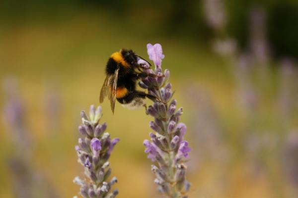 Fenología: qué es, para qué sirve, ejemplos y por qué es importante - ¿Qué relación hay entre la fenología y el cambio climático?