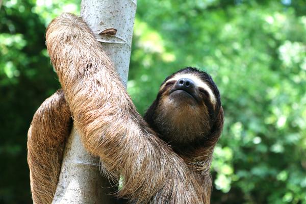 Curiosidades del perezoso - Son tres veces más fuertes que los humanos