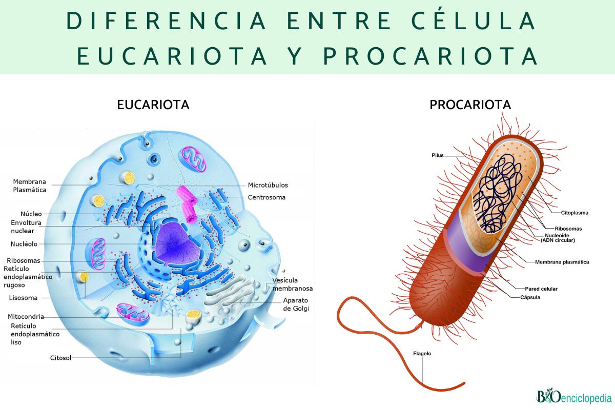 Diferencia entre célula eucariota y procariota