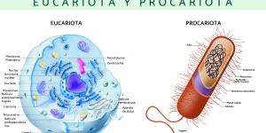 Diferencia entre célula eucariota y procariota