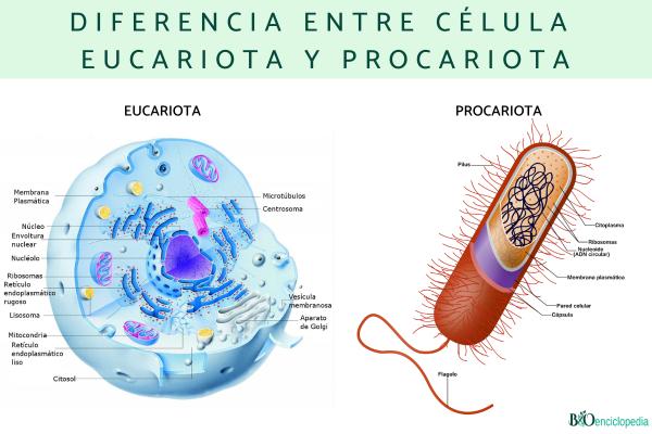 Diferencia entre célula eucariota y procariota