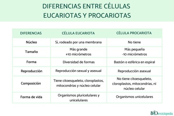 Diferencia entre célula eucariota y procariota - Forma de vida