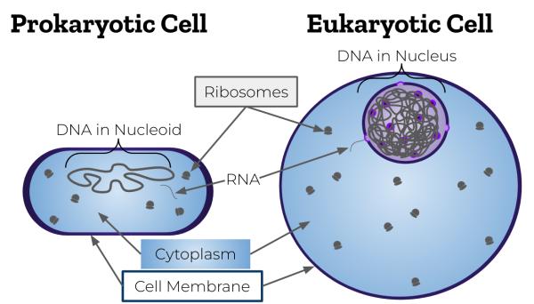 Diferencia entre célula eucariota y procariota - Núcleo