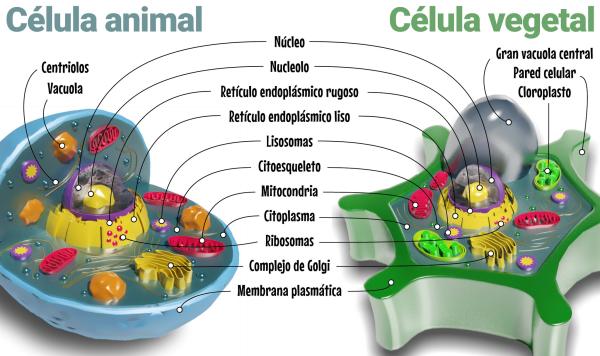 Diferencia entre célula eucariota y procariota - Qué es una célula eucariota y sus características