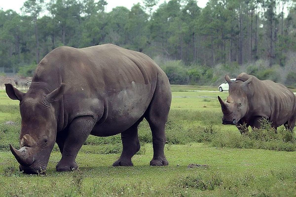 Animales en peligro de extinción en África