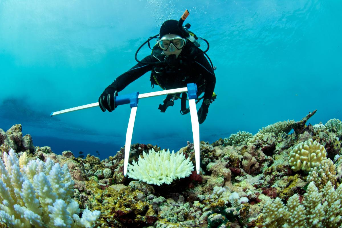 Biotecnología azul: qué es y para qué sirve