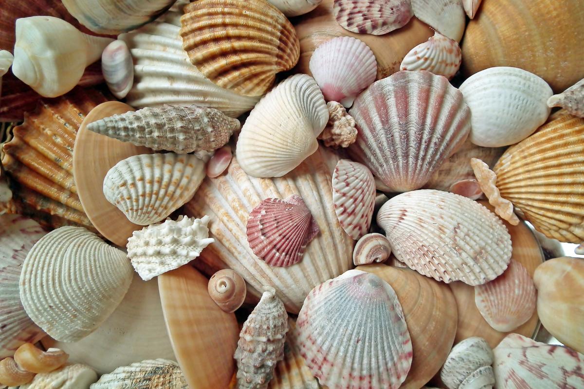 Malacología: qué es, qué estudia y por qué es importante esta rama de la zoología