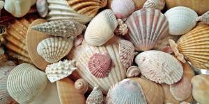 Malacología: qué es, qué estudia y por qué es importante esta rama de la zoología